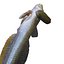 HAZEKUCHI GIANT GOBY ACANTHOGOBIUS