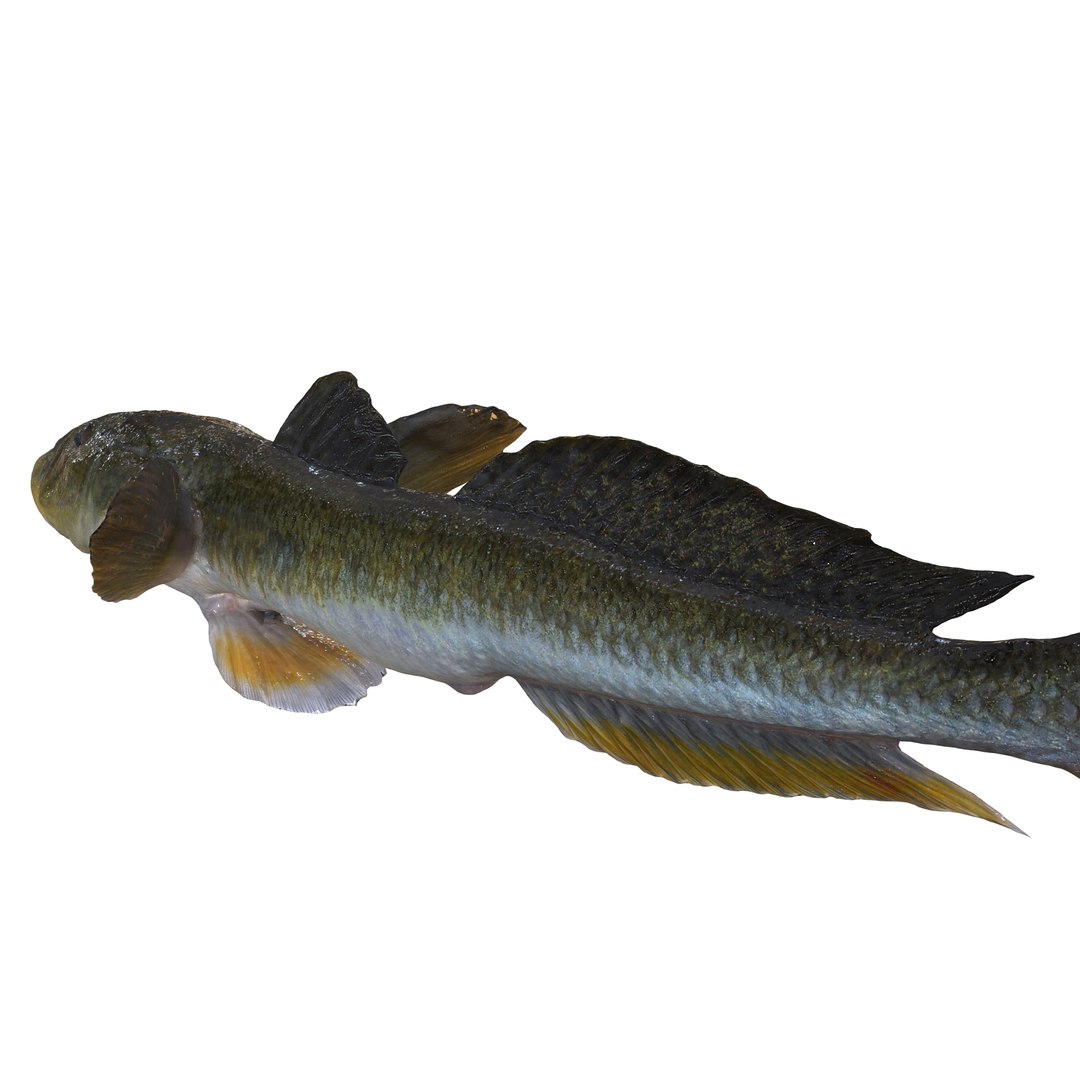 3D HAZEKUCHI GIANT GOBY ACANTHOGOBIUS https://p.turbosquid.com/ts-thumb/MK/lGTzq1/4t/6/jpg/1742838706/1920x1080/fit_q87/f8f012b9883284101ad8ef75e3d29e25d3c18ccf/6.jpg