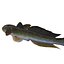 HAZEKUCHI GIANT GOBY ACANTHOGOBIUS