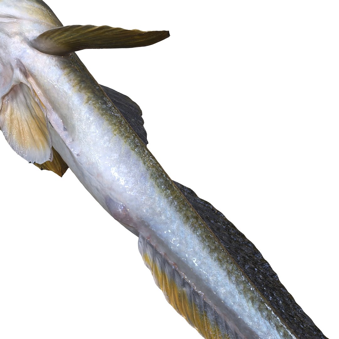 3D HAZEKUCHI GIANT GOBY ACANTHOGOBIUS https://p.turbosquid.com/ts-thumb/MK/lGTzq1/K5/8/jpg/1742838707/1920x1080/fit_q87/10e1d9df650686d17aedf49b289f21b308aa6ef4/8.jpg