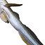 HAZEKUCHI GIANT GOBY ACANTHOGOBIUS