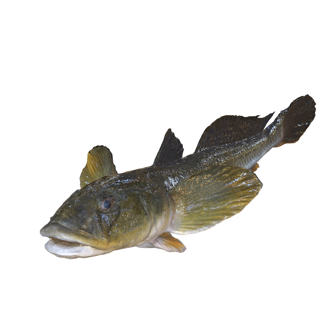 3D HAZEKUCHI GIANT GOBY ACANTHOGOBIUS https://p.turbosquid.com/ts-thumb/MK/lGTzq1/Nx/0/jpg/1742838600/1920x1080/turn_fit_q99/4efee5cc8b49540fbaa07bf026ecae8290bcceb5/0-1.jpg