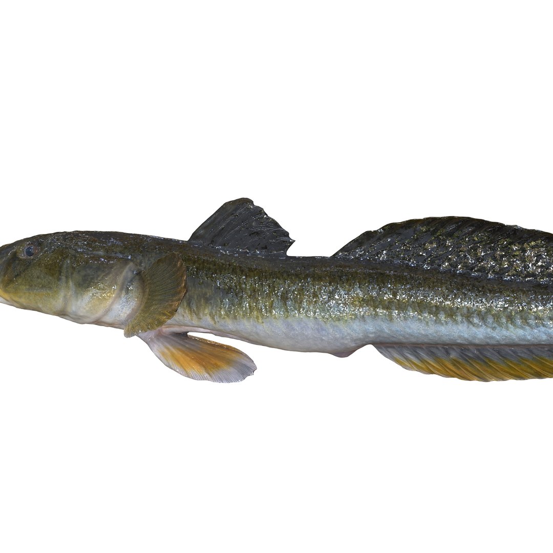 3D HAZEKUCHI GIANT GOBY ACANTHOGOBIUS https://p.turbosquid.com/ts-thumb/MK/lGTzq1/Re/2/jpg/1742838703/1920x1080/fit_q87/4ff85c7b7a3d8a2e561ae937e134665e7033f39c/2.jpg