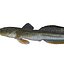HAZEKUCHI GIANT GOBY ACANTHOGOBIUS