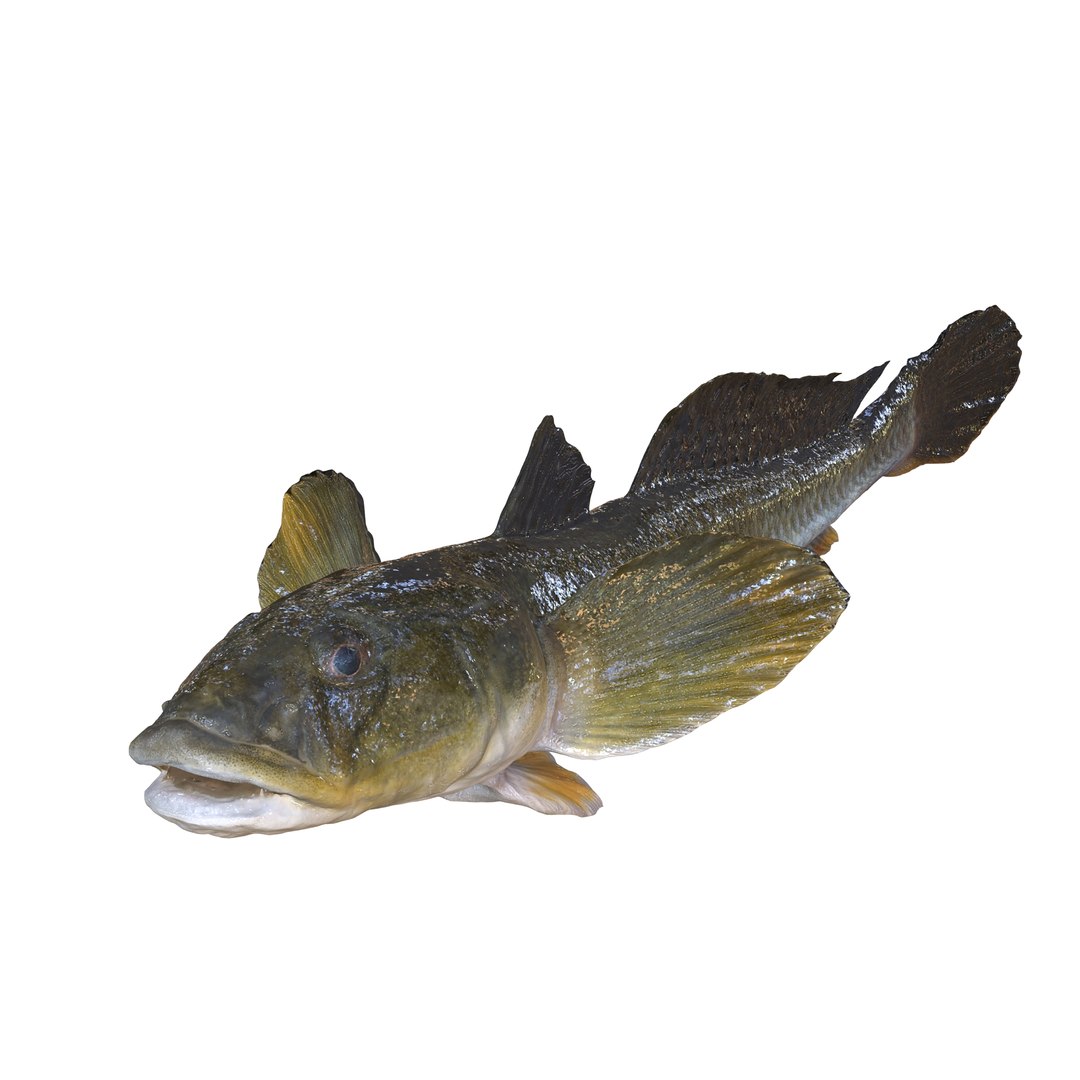 3D HAZEKUCHI GIANT GOBY ACANTHOGOBIUS https://p.turbosquid.com/ts-thumb/MK/lGTzq1/Ry/0/jpg/1742838702/1920x1080/fit_q87/678a6137e7ffed2e645afee1a930dccd3fb9b05c/0.jpg
