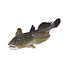 HAZEKUCHI GIANT GOBY ACANTHOGOBIUS