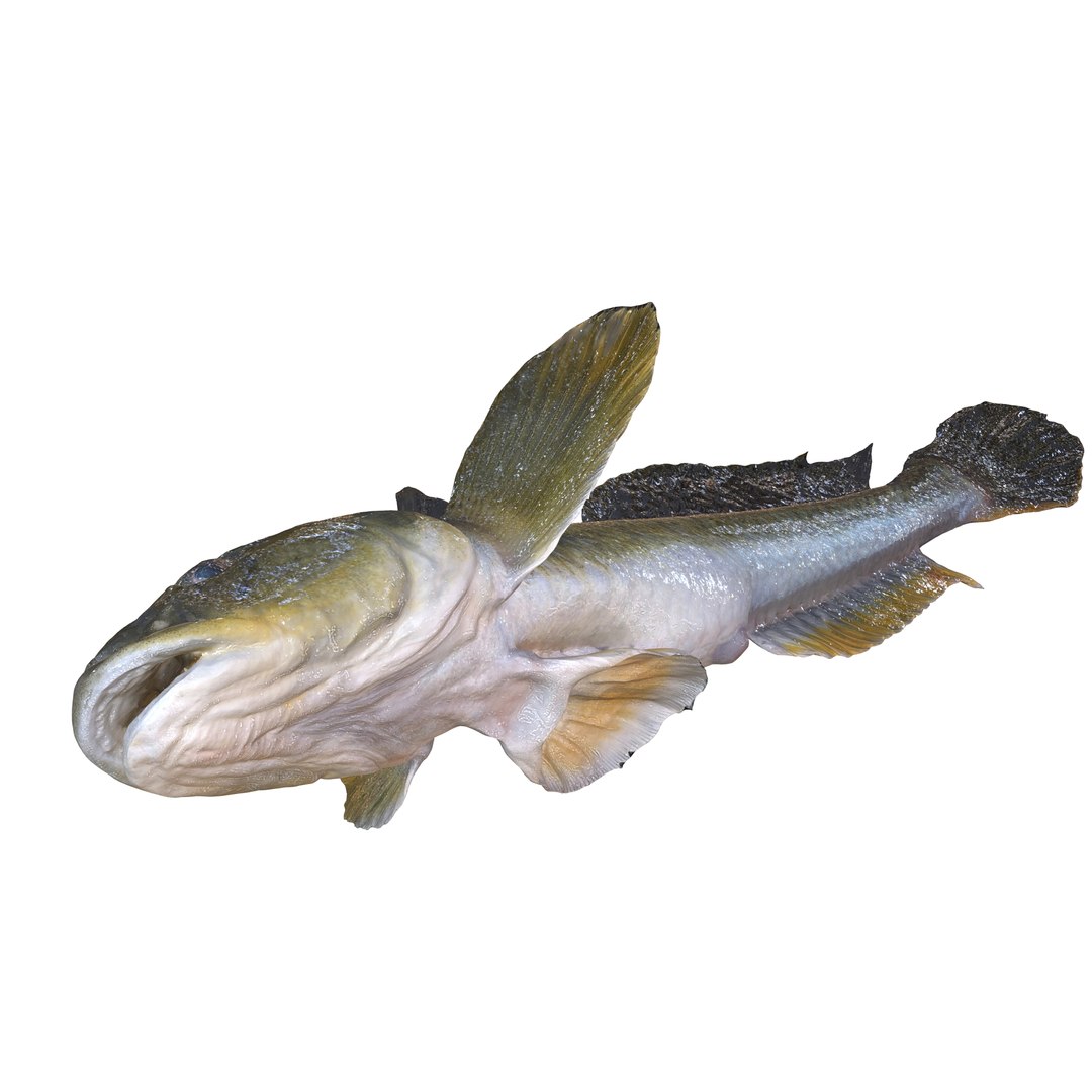 3D HAZEKUCHI GIANT GOBY ACANTHOGOBIUS https://p.turbosquid.com/ts-thumb/MK/lGTzq1/hS/1/jpg/1742838703/1920x1080/fit_q87/50d5f524a673572917c6495573a1c5f8f5849761/1.jpg