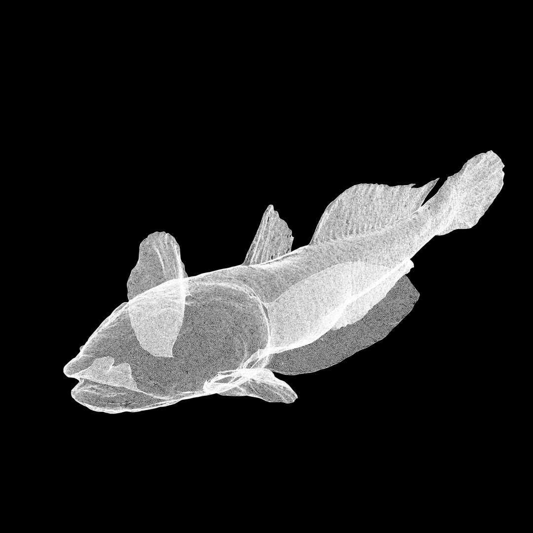 3D HAZEKUCHI GIANT GOBY ACANTHOGOBIUS https://p.turbosquid.com/ts-thumb/MK/lGTzq1/kT/uv2/jpg/1742838710/1920x1080/fit_q87/71e610c9ca266c8727166bfc868de72d439651c8/uv2.jpg