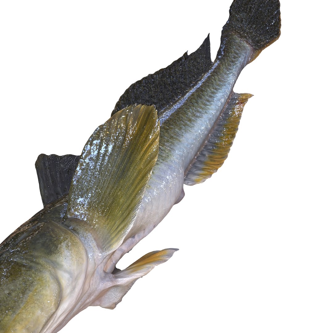 3D HAZEKUCHI GIANT GOBY ACANTHOGOBIUS https://p.turbosquid.com/ts-thumb/MK/lGTzq1/qS/7/jpg/1742838707/1920x1080/fit_q87/ad9fc882b8a7a21fd2694c6addc5f56e6b874556/7.jpg