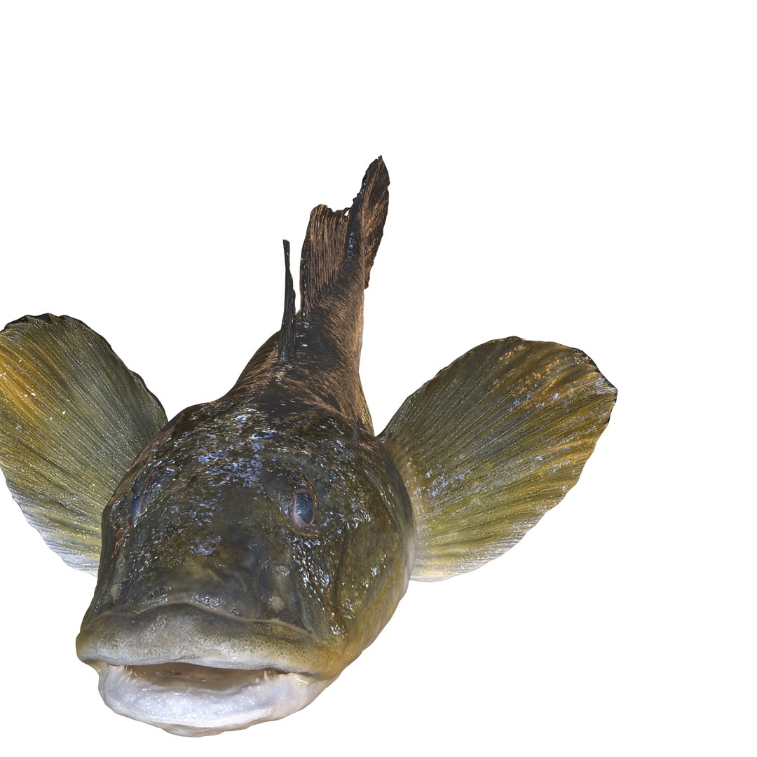 3D HAZEKUCHI GIANT GOBY ACANTHOGOBIUS https://p.turbosquid.com/ts-thumb/MK/lGTzq1/so/3/jpg/1742838703/1920x1080/fit_q87/6258b616be361c6d3ea20e80a54fcc3ad17ce2a8/3.jpg