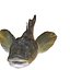 HAZEKUCHI GIANT GOBY ACANTHOGOBIUS