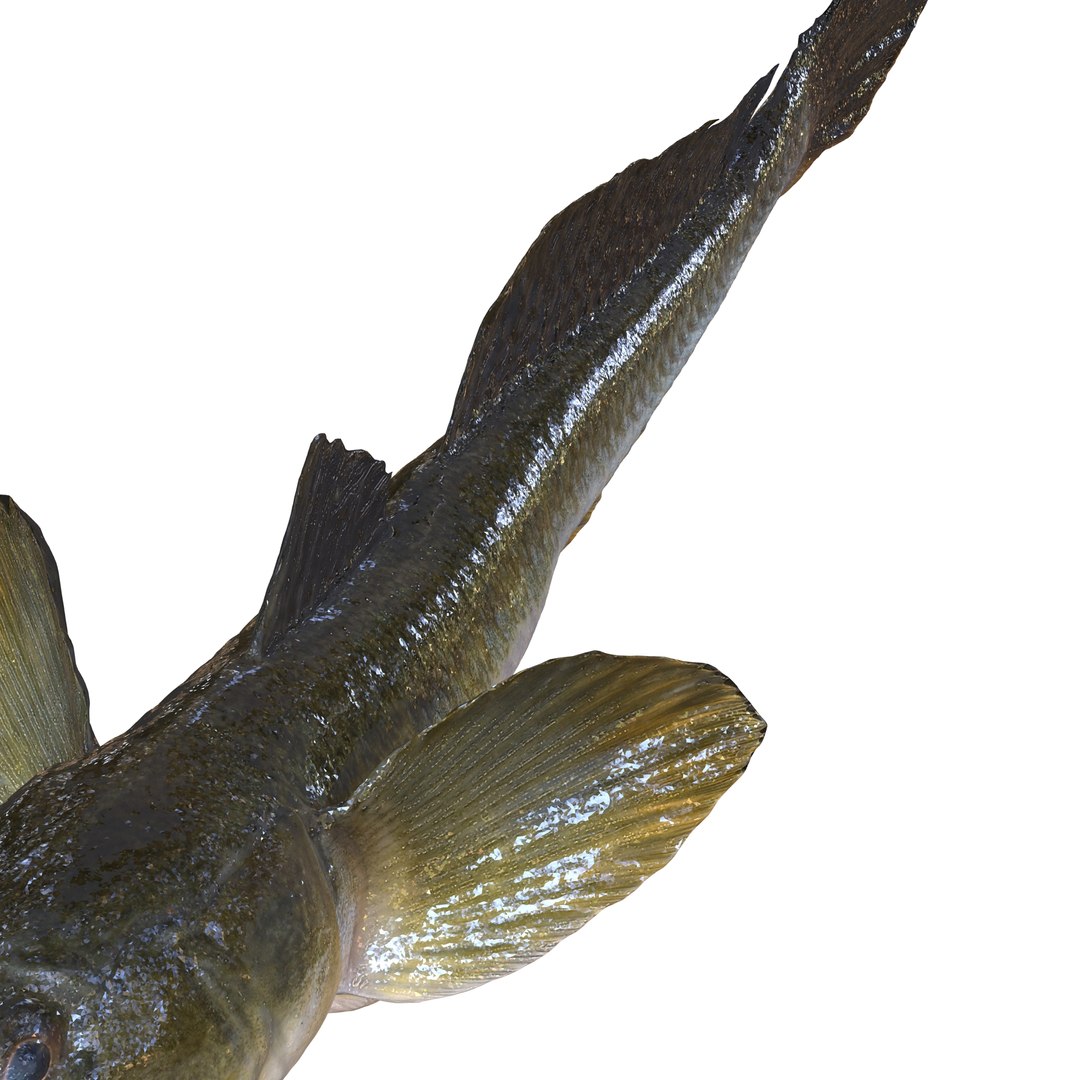 3D HAZEKUCHI GIANT GOBY ACANTHOGOBIUS https://p.turbosquid.com/ts-thumb/MK/lGTzq1/tT/5/jpg/1742838704/1920x1080/fit_q87/3f4fb634d7022a57a996d62bd533698b76aaf259/5.jpg