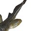 HAZEKUCHI GIANT GOBY ACANTHOGOBIUS