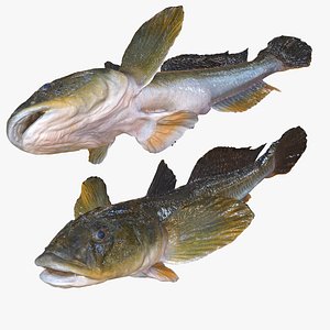 HAZEKUCHI GIANT GOBY ACANTHOGOBIUS