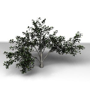 3d model tree modo