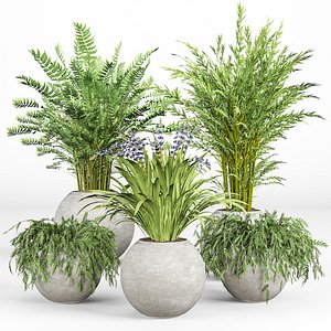 indoor Plant Set 09