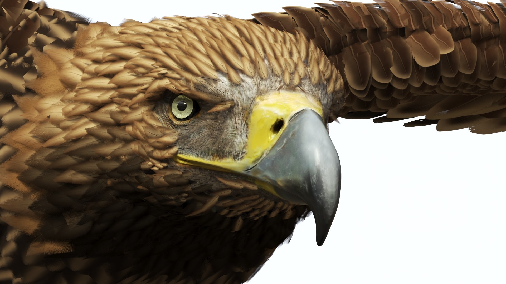 Flying Imperial Eagle 3D model https://p.turbosquid.com/ts-thumb/ML/4nlIhp/2O/flyingimperialeaglevray3dmodel010/jpg/1722279045/1920x1080/fit_q87/6ba5276e870743a81a829fe389f2a09f49823403/flyingimperialeaglevray3dmodel010.jpg