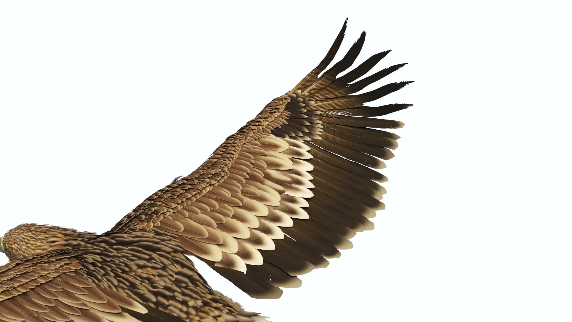 Flying Imperial Eagle 3D model https://p.turbosquid.com/ts-thumb/ML/4nlIhp/io/flyingimperialeaglevray3dmodel013/jpg/1722279064/1920x1080/fit_q87/e20d9019d271b5b86ea2f93051a92cb4b5d219ee/flyingimperialeaglevray3dmodel013.jpg