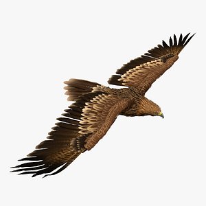 Flying Imperial Eagle 3D model