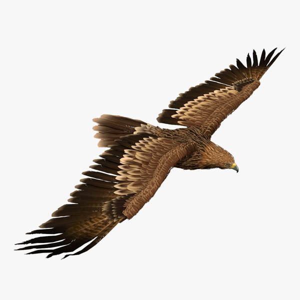 Eagle 3D Models for Download | TurboSquid