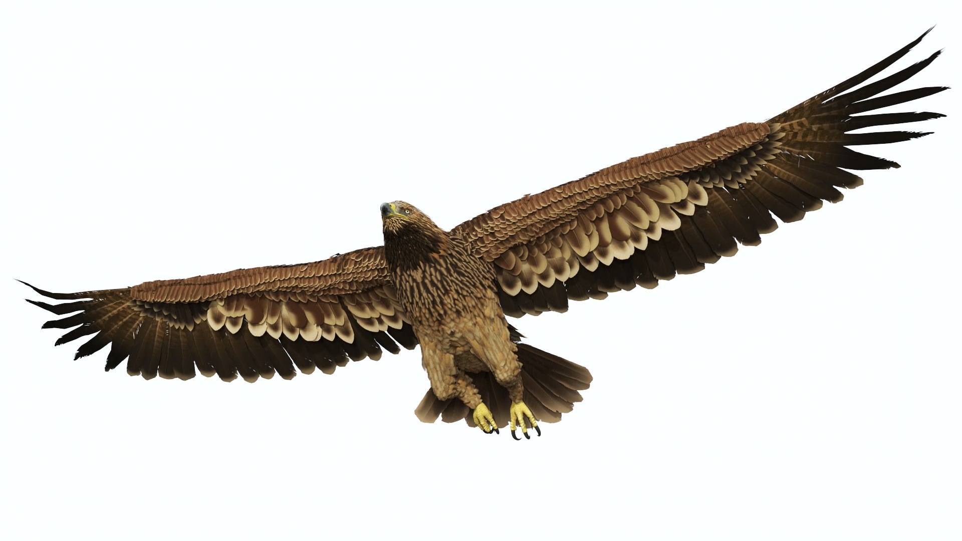 Flying Imperial Eagle 3D model https://p.turbosquid.com/ts-thumb/ML/4nlIhp/kf/flyingimperialeaglevray3dmodel016/jpg/1722279082/1920x1080/fit_q87/5f0795f421188c601368d57dbe22dad790539d92/flyingimperialeaglevray3dmodel016.jpg