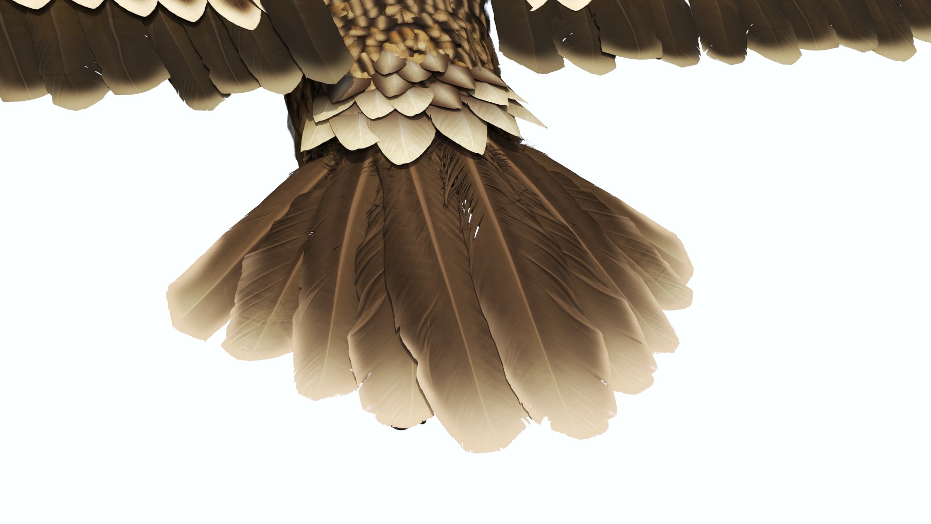 Flying Imperial Eagle 3D model https://p.turbosquid.com/ts-thumb/ML/4nlIhp/ue/flyingimperialeaglevray3dmodel015/jpg/1722279076/1920x1080/fit_q87/4e4dc61e73e55598ab1170cc8b2ec6c4de79c819/flyingimperialeaglevray3dmodel015.jpg