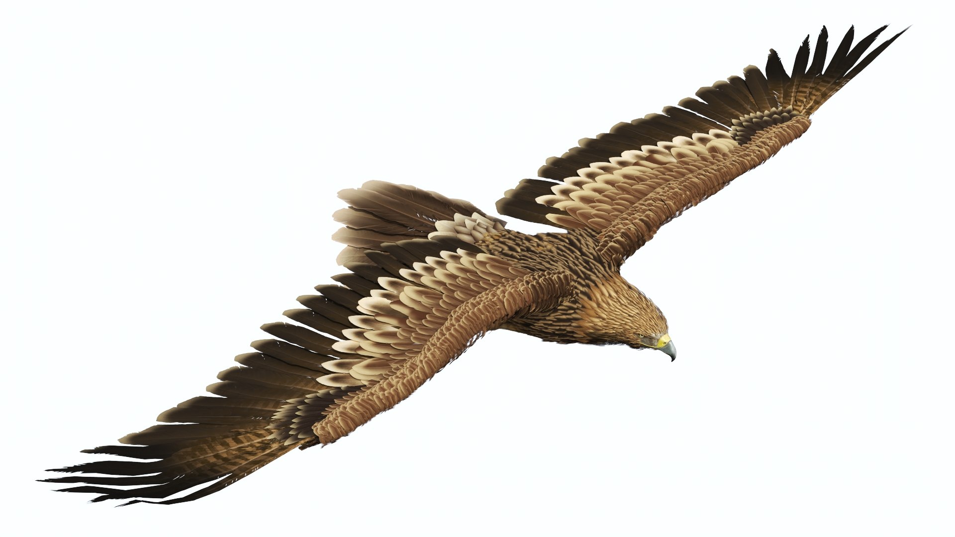 Flying Imperial Eagle 3D model https://p.turbosquid.com/ts-thumb/ML/4nlIhp/xH/flyingimperialeaglevray3dmodel007/jpg/1722279029/1920x1080/fit_q87/fcbffa6786bfdf4206a2181d2a0cb8fbc8812e03/flyingimperialeaglevray3dmodel007.jpg