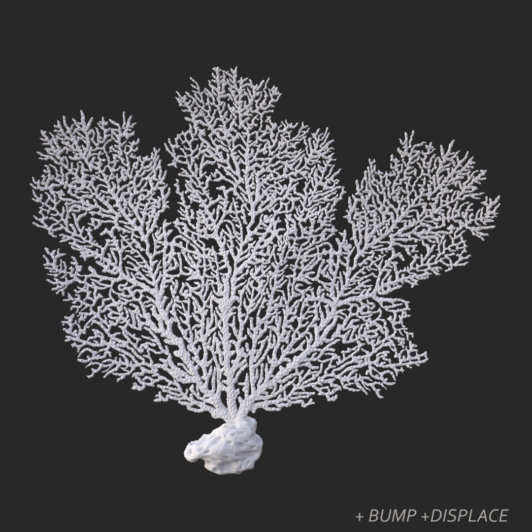 corals sun brain 3D model https://p.turbosquid.com/ts-thumb/ML/8BTIaU/0F8UjrFS/01013/jpg/1519239035/1920x1080/fit_q87/0cd76c2fd9f17e3eefe3b722e2878192dbfda6ac/01013.jpg