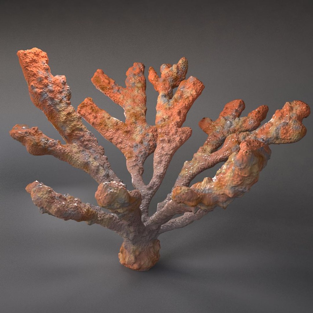 corals sun brain 3D model https://p.turbosquid.com/ts-thumb/ML/8BTIaU/0dCeocMs/063/jpg/1519238634/1920x1080/fit_q87/499cf53cec9f19d7f35dba799834f39f1343d60b/063.jpg