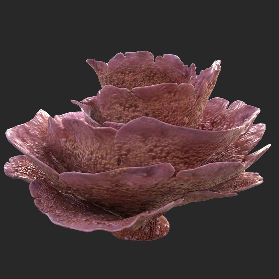 corals sun brain 3D model https://p.turbosquid.com/ts-thumb/ML/8BTIaU/12i91CIP/0169/jpg/1519239914/1920x1080/fit_q87/9bf04a15a9b432db10f215985e739b7d6793a910/0169.jpg