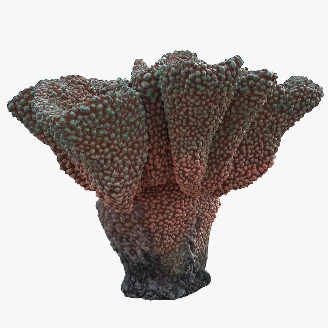 corals sun brain 3D model https://p.turbosquid.com/ts-thumb/ML/8BTIaU/1at91SRo/0152/jpg/1519239817/1920x1080/fit_q87/e7fa8aa4ec76a737f352094ef6f6245ad49a7c1b/0152.jpg