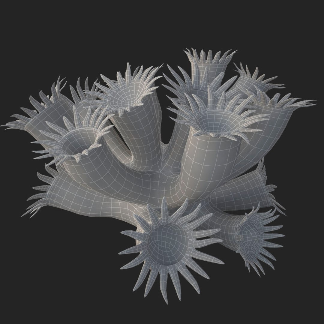 corals sun brain 3D model https://p.turbosquid.com/ts-thumb/ML/8BTIaU/2UpaVdQD/0178/jpg/1519240141/1920x1080/fit_q87/1391d785b050d0800591809a0095004996cbe76d/0178.jpg