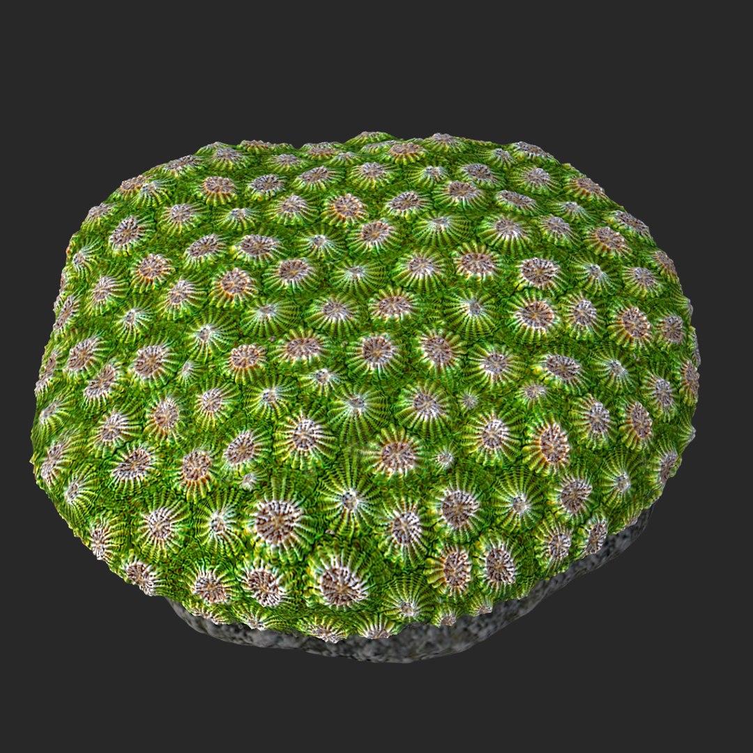 corals sun brain 3D model https://p.turbosquid.com/ts-thumb/ML/8BTIaU/3bAafyam/0119/jpg/1519239200/1920x1080/fit_q87/36fc5a6f284b4ebacd63755c7c6abd7cd9206517/0119.jpg