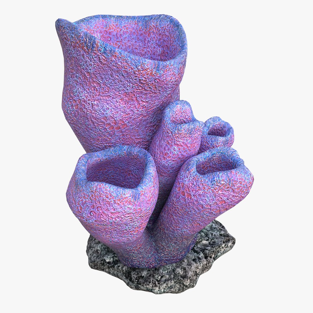 corals sun brain 3D model https://p.turbosquid.com/ts-thumb/ML/8BTIaU/4Fj2nDsr/095/jpg/1519238929/1920x1080/fit_q87/16269219d6facdd8422ac0f5d41e027db6933c1c/095.jpg