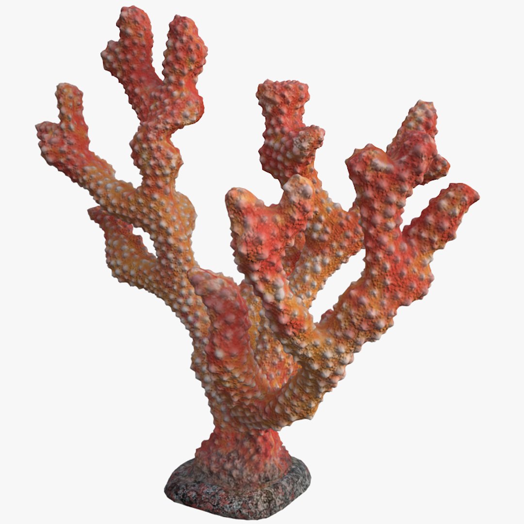 corals sun brain 3D model https://p.turbosquid.com/ts-thumb/ML/8BTIaU/4sOcND23/053/jpg/1519238526/1920x1080/fit_q87/9571c79cd79e6ecd4556a949c898c79f271fe3cf/053.jpg