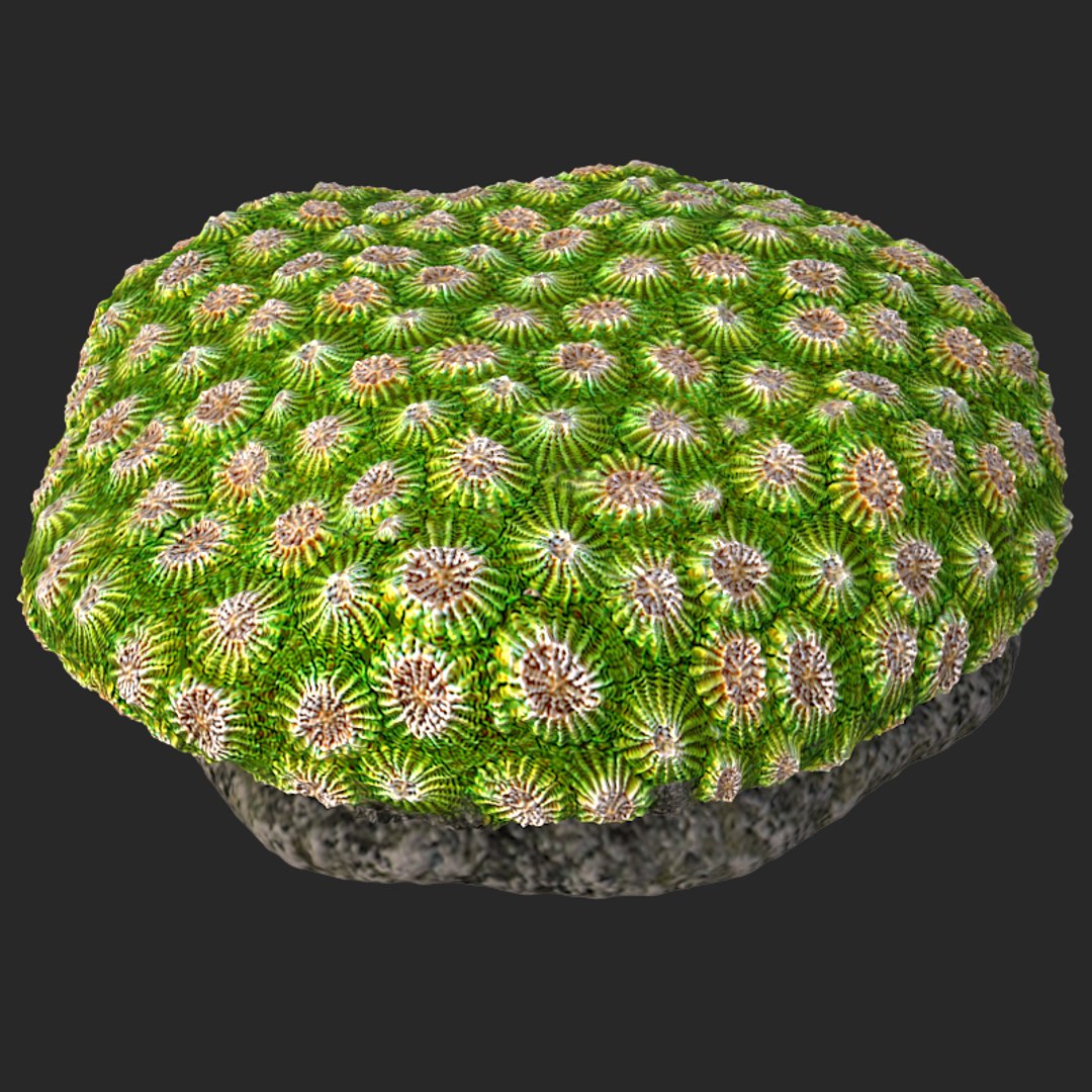 corals sun brain 3D model https://p.turbosquid.com/ts-thumb/ML/8BTIaU/4tldtyK2/0118/jpg/1519239200/1920x1080/fit_q87/0fd7df7ae16aeaa4e004fdab388ea27677be0b57/0118.jpg