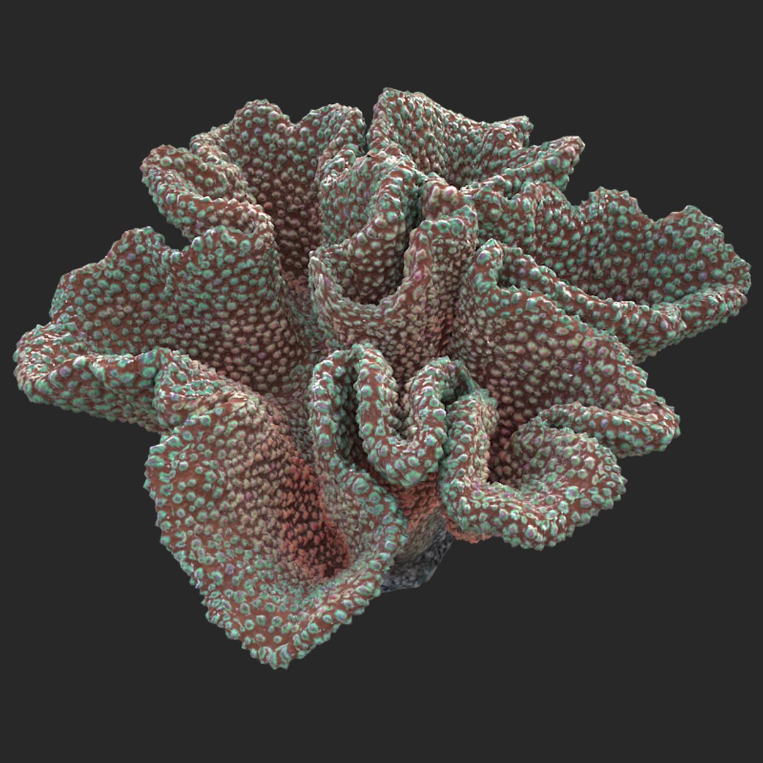 corals sun brain 3D model https://p.turbosquid.com/ts-thumb/ML/8BTIaU/5DbXs7FM/0156/jpg/1519239817/1920x1080/fit_q87/b272beb79bd71ed1e571277cb8de05b9864a3651/0156.jpg