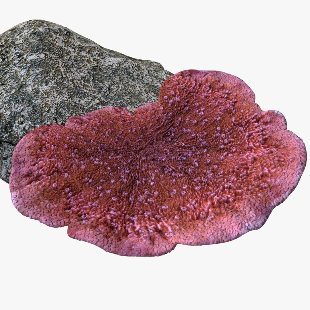 corals sun brain 3D model https://p.turbosquid.com/ts-thumb/ML/8BTIaU/5LV3gDbP/079/jpg/1519238733/1920x1080/fit_q87/bdc2c048a4cb84d2caefe1ee624500b97db81bf9/079.jpg