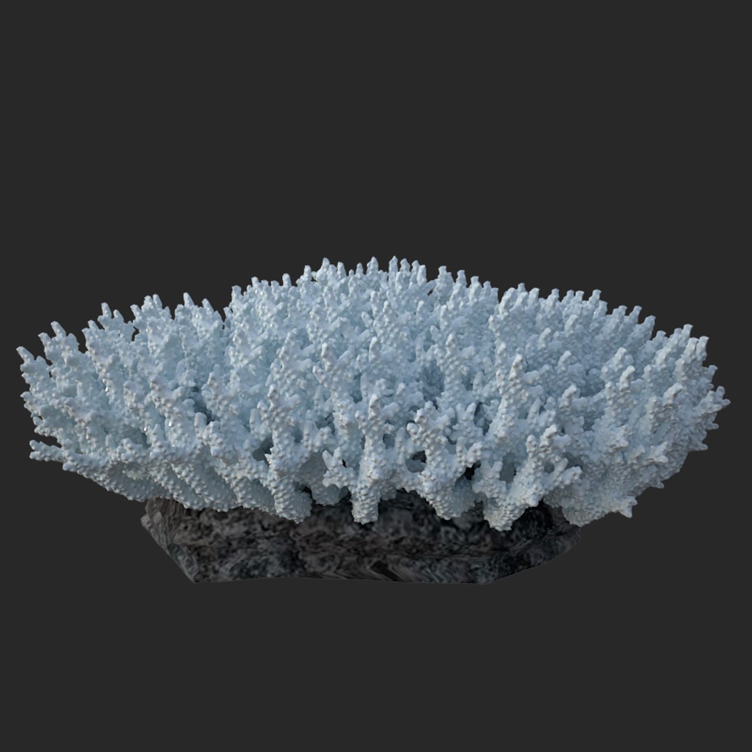 corals sun brain 3D model https://p.turbosquid.com/ts-thumb/ML/8BTIaU/5ZVkSCPu/02012/jpg/1519241115/1920x1080/fit_q87/5fc4609189e8129dbb2f460090b29609eebae404/02012.jpg
