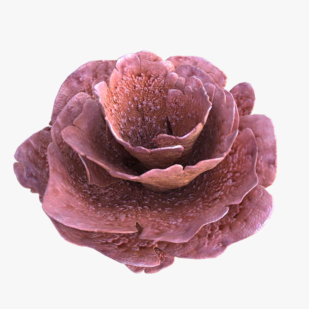 corals sun brain 3D model https://p.turbosquid.com/ts-thumb/ML/8BTIaU/6ENKdz1r/0166/jpg/1519239914/1920x1080/fit_q87/bd62e297ad350efccac9fc4db9a5834e966f1118/0166.jpg