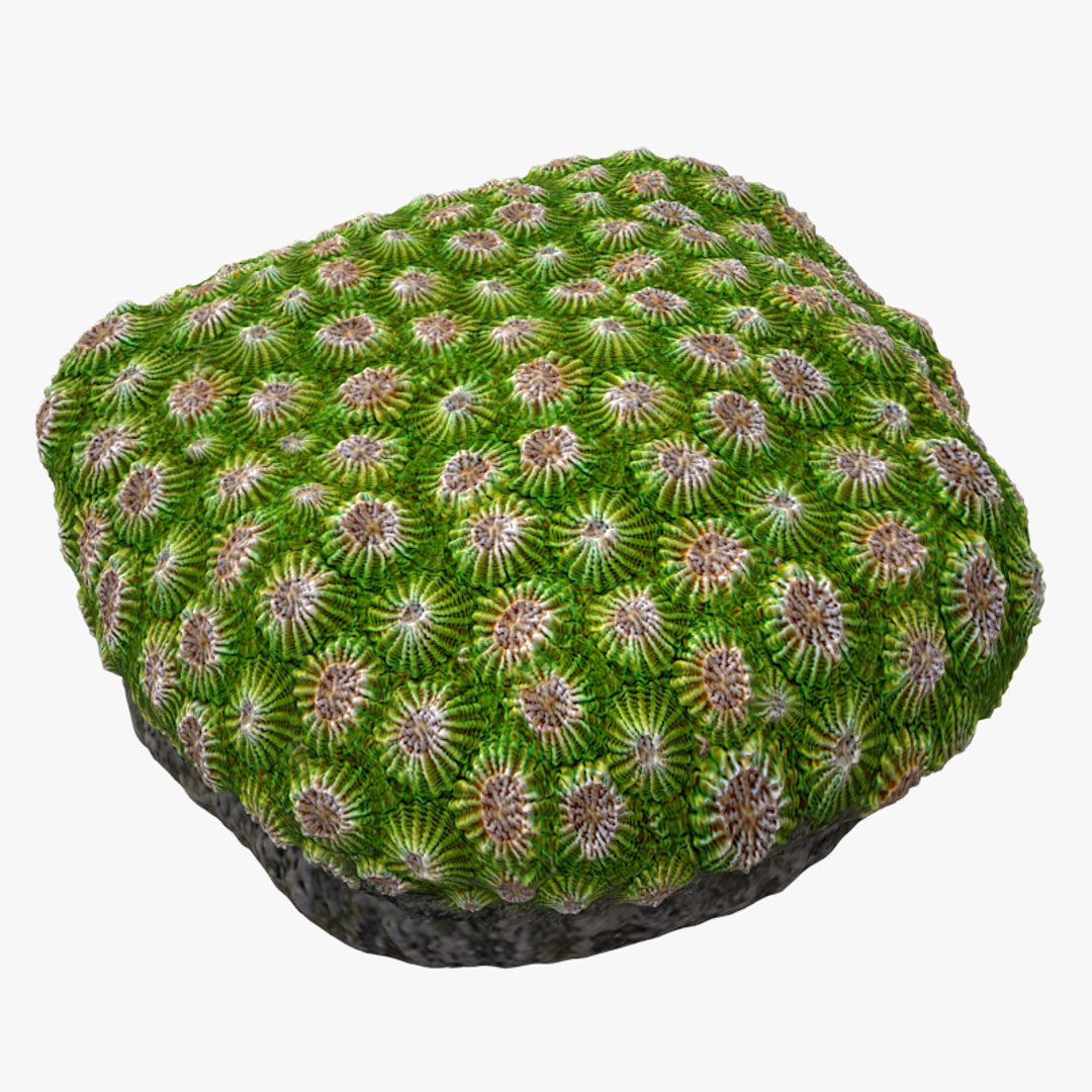corals sun brain 3D model https://p.turbosquid.com/ts-thumb/ML/8BTIaU/6I6lLDrf/0115/jpg/1519239200/1920x1080/fit_q87/1f3a24089fef8e0a8047dcc5b13431fdc7c42285/0115.jpg