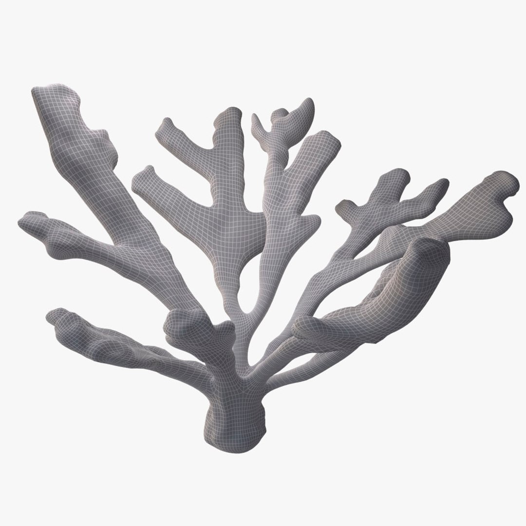 corals sun brain 3D model https://p.turbosquid.com/ts-thumb/ML/8BTIaU/76xY9WJi/069/jpg/1519238634/1920x1080/fit_q87/b8605e358101367f26e03c6f2ee58a62b6b2d6d5/069.jpg