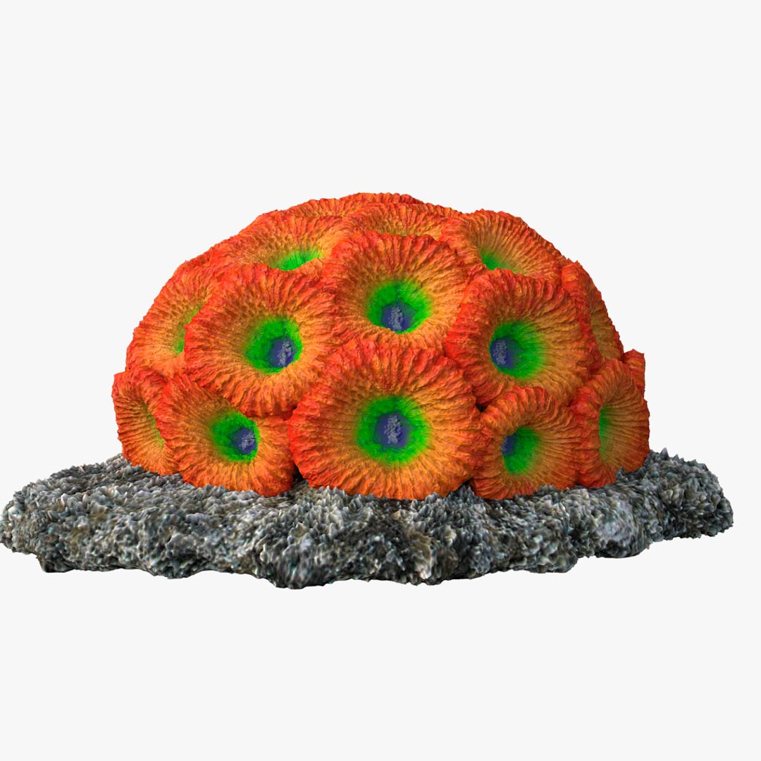 corals sun brain 3D model https://p.turbosquid.com/ts-thumb/ML/8BTIaU/7VD8Hu4I/0126/jpg/1519239336/1920x1080/fit_q87/114ee123b60d939ab8913669e8f2f769b1c8c587/0126.jpg