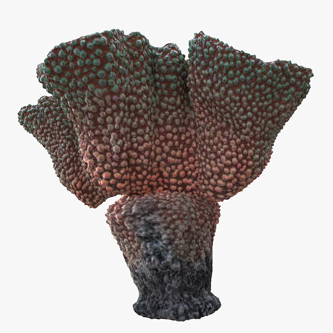 corals sun brain 3D model https://p.turbosquid.com/ts-thumb/ML/8BTIaU/7wcsG2T1/0153/jpg/1519239817/1920x1080/fit_q87/d520b5829b55d214e4e87d8029bcdae0ddcb48c1/0153.jpg