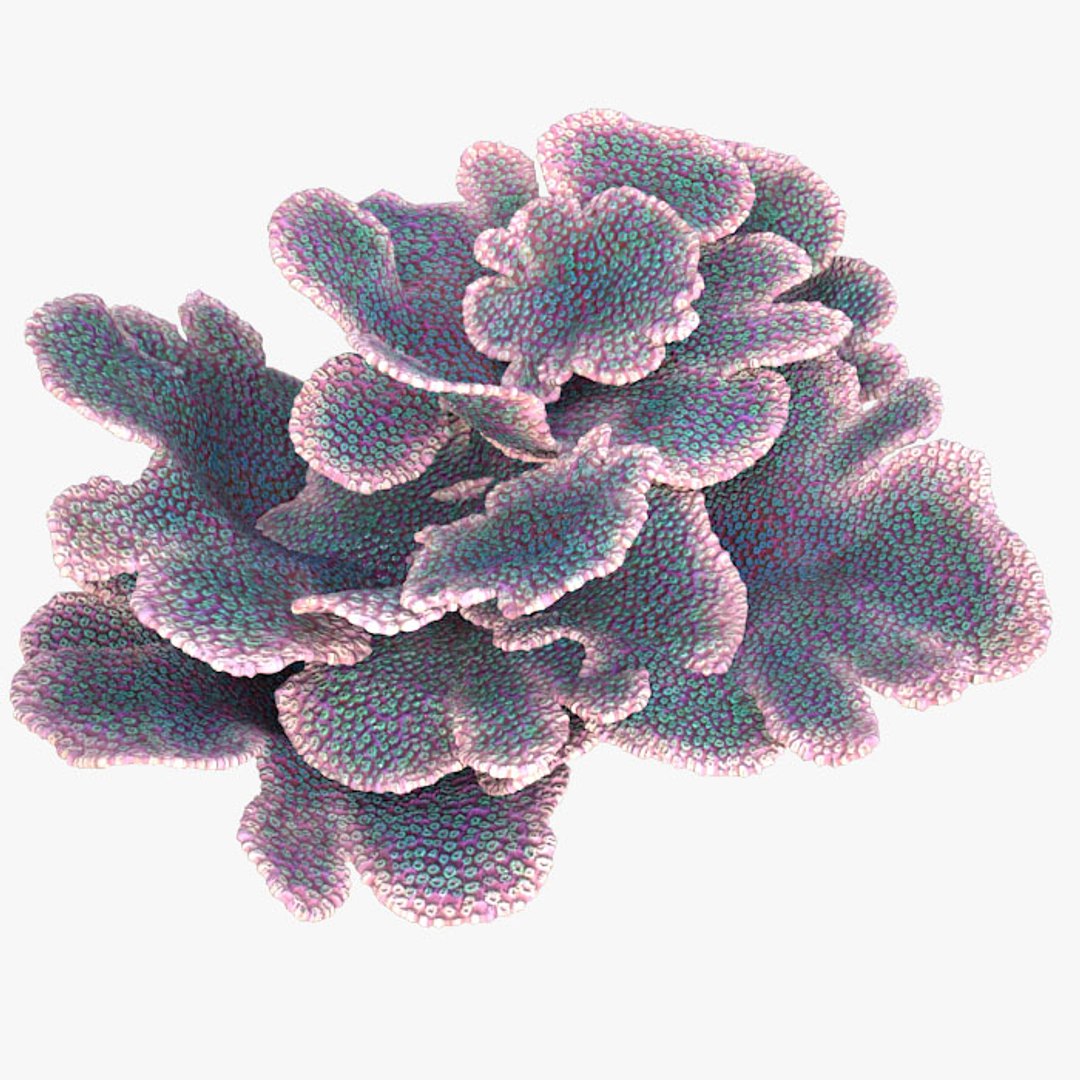 corals sun brain 3D model https://p.turbosquid.com/ts-thumb/ML/8BTIaU/806Opwi1/0141/jpg/1519239686/1920x1080/fit_q87/2af3a926423e43b90dfabe27beac7e97a82df961/0141.jpg