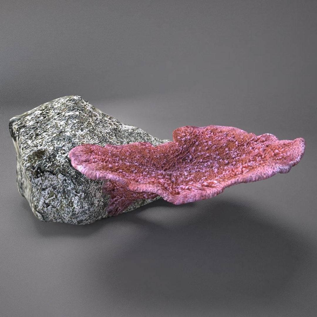 corals sun brain 3D model https://p.turbosquid.com/ts-thumb/ML/8BTIaU/82UaNDy4/072/jpg/1519238733/1920x1080/fit_q87/61f3942d3f979432ccf940428fea47c22fb3143e/072.jpg