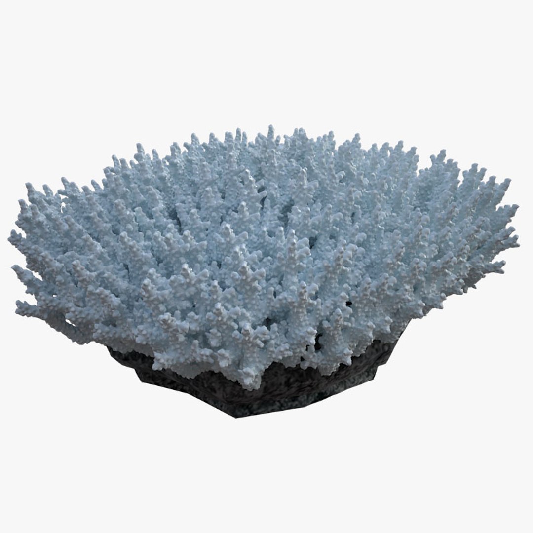 corals sun brain 3D model https://p.turbosquid.com/ts-thumb/ML/8BTIaU/8eznsAIl/0207/jpg/1519241115/1920x1080/fit_q87/aca63195aa6cc94a67377b034b6453f50a75e526/0207.jpg