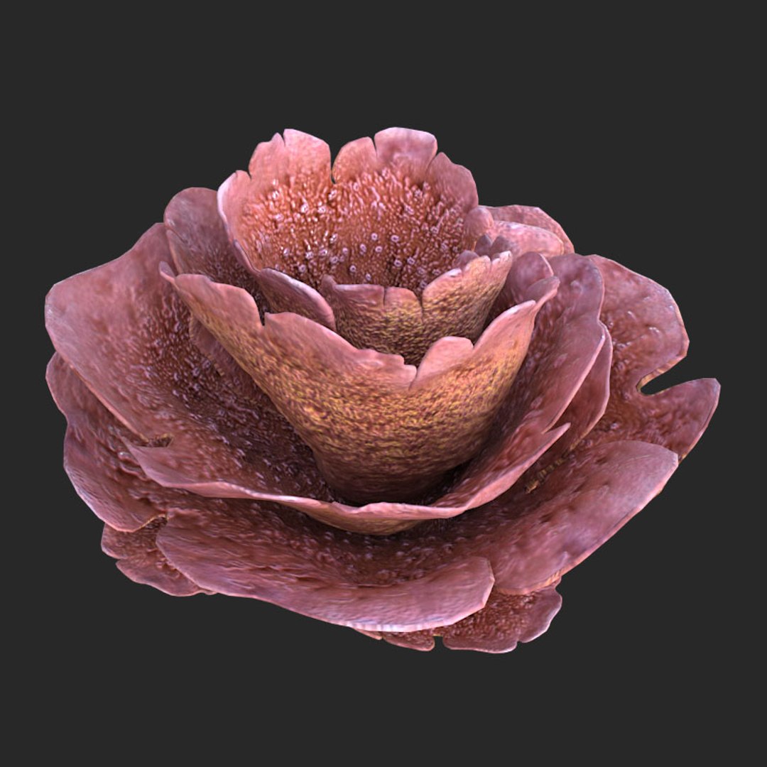 corals sun brain 3D model https://p.turbosquid.com/ts-thumb/ML/8BTIaU/8hB6WQmm/01611/jpg/1519239914/1920x1080/fit_q87/12cf8f32fbef6234168e9e8b2a4285ea1cfa58ba/01611.jpg