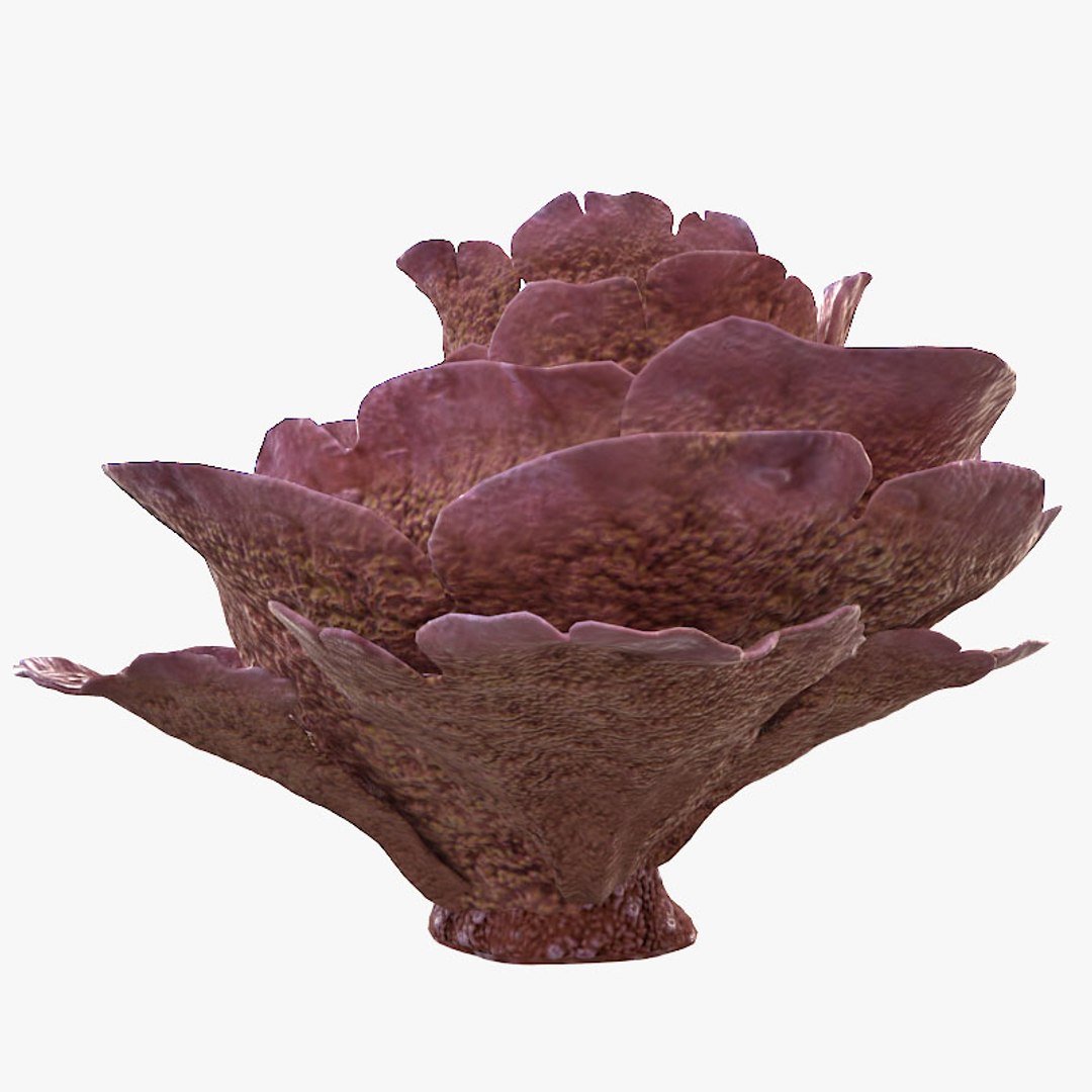 corals sun brain 3D model https://p.turbosquid.com/ts-thumb/ML/8BTIaU/9FWjqMLv/0167/jpg/1519239914/1920x1080/fit_q87/f340f290efaf9f30d26fc88f68f5c54e766ef2b6/0167.jpg
