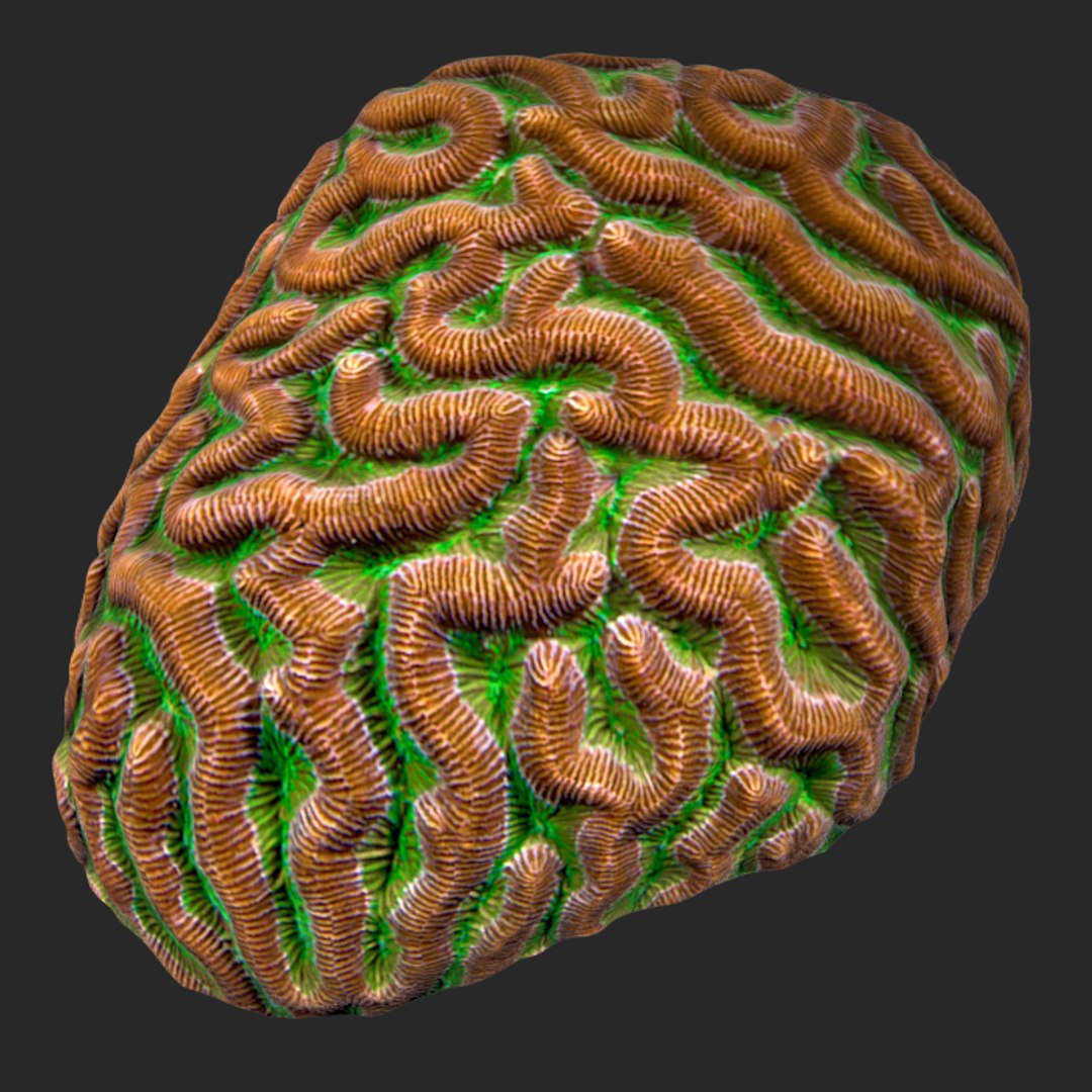 corals sun brain 3D model https://p.turbosquid.com/ts-thumb/ML/8BTIaU/9YVHw9JH/026/jpg/1519238207/1920x1080/fit_q87/63e5eef42234a3f8c10992f506966dd2153bca69/026.jpg